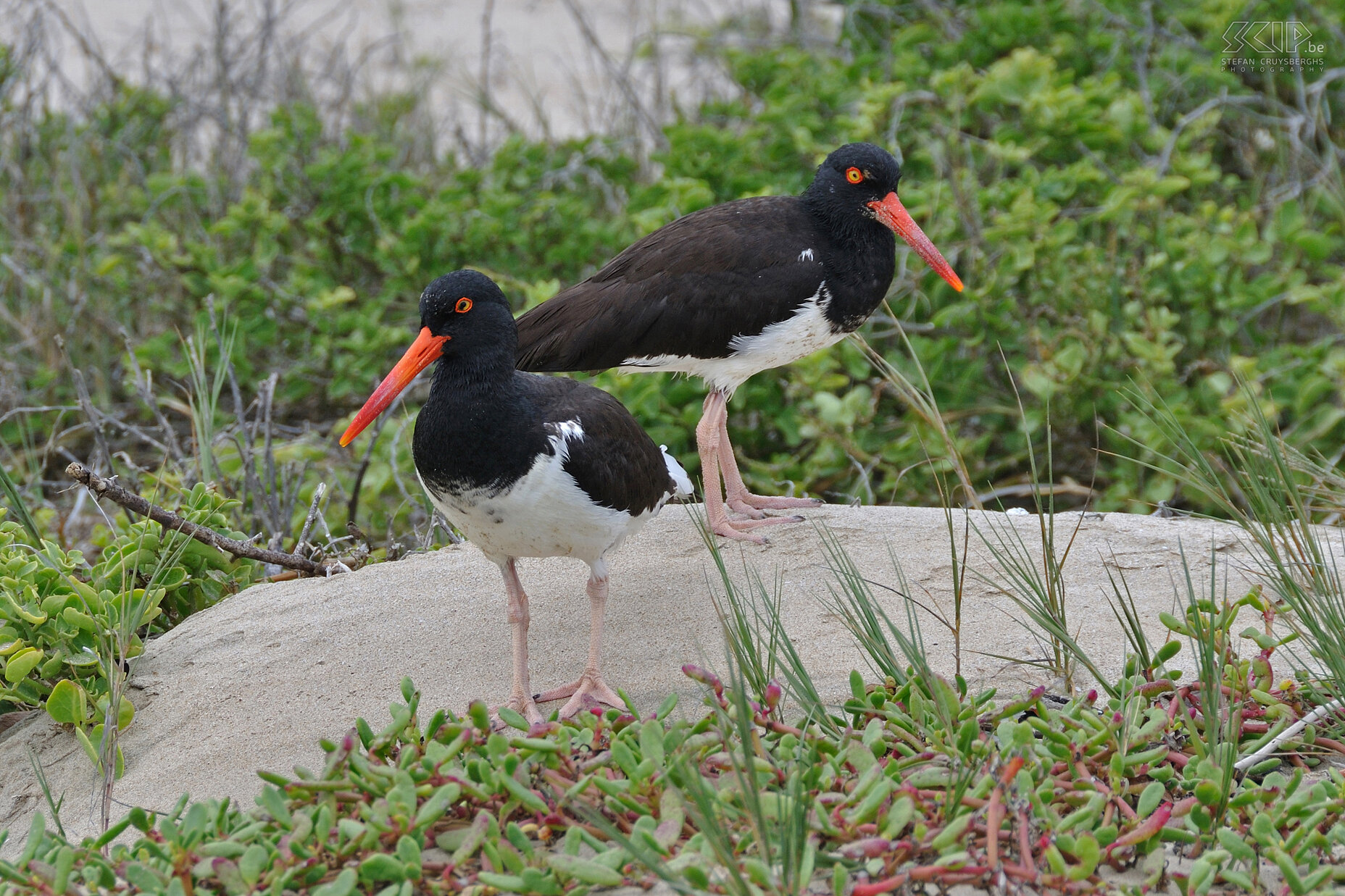 Galapagos - Isabela - American Oystercatchers  Stefan Cruysberghs